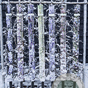 Wisteria sinensis 'Prolific' 150-175 cm vierkant rond 5,5L