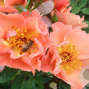 Rosa (K) Summer Wine 150-175 cm vierkant rond 5,5L