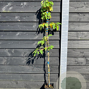 Actinidia a. 'Ken's Red' 150-175 cm vierkant rond 5,5L