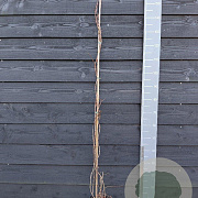 Actinidia a. 'Weiki' 150-175 cm vierkant rond 5,5L