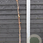 Actinidia purpurea 150-175 cm vierkant rond 5,5L