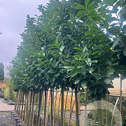 Prunus l. 'Novita' 12-14 cm cont. 70L