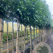 Prunus l. 'Novita' 14-16 cm cont. 70L