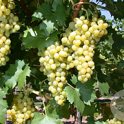 Vitis 'Chas. Doré de Fontainebleau' 150-175 cm vierkant rond 5,5L