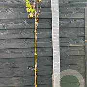 Vitis 'Chas. Doré de Fontainebleau' 150-175 cm vierkant rond 5,5L