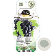 Vitis 'Eddy's Blue Wonder' 150-175 cm vierkant rond 5,5L