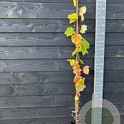 Vitis 'Fragola' 150-175 cm vierkant rond 5,5L