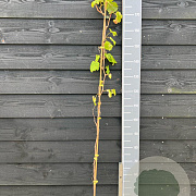 Vitis 'Golden Champion' 150-175 cm vierkant rond 5,5L