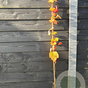 Vitis 'Maréchal Foch' 150-175 cm vierkant rond 5,5L