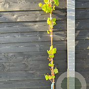 Vitis 'Müller-Thurgau' 150-175 cm vierkant rond 5,5L