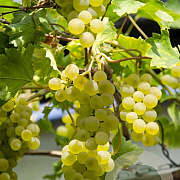 Vitis 'Muscaat of Alexandria' 150-175 cm vierkant rond 5,5L