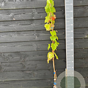 Vitis 'Muscaat of Alexandria' 150-175 cm vierkant rond 5,5L
