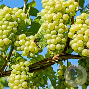 Vitis 'Palatina' 150-175 cm vierkant rond 5,5L