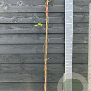 Vitis 'Siegerrebe' 150-175 cm vierkant rond 5,5L