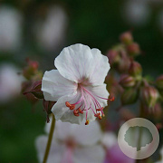 Geranium cant. 'St Ola' GM P9