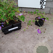 Geranium Rozanne plantgoed P9
