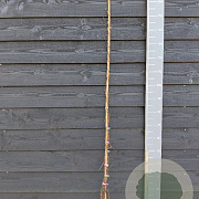 Humulus l. 'Nordbrau' 150-175 cm vierkant rond 5,5L