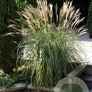 Miscanthus sin. 'Yaku Jima' GM P9
