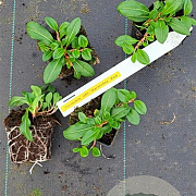 Persicaria aff. 'Darjeeling Red' plantgoed P9