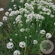 Allium tuberosum Cliffs of Dover GM P9