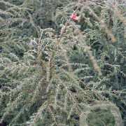 Tsuga canadensis 60-80 cm met kluit