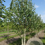 Betula utilis 'Doorenbos' 350-400 cm draadkluit meerstammig op aanvraag