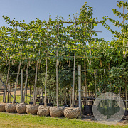 Tilia europaea 'Pallida' 18-20 HO draadkluit 200 cm stam LEIVORM