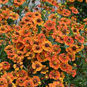 Helenium 'Flammendes Käthchen' GM P9
