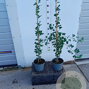 Ginkgo bil. 'Tit' 80-100 cm 4,0L