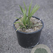 Liriope muscari 'Ingwersen' GM 2,0L