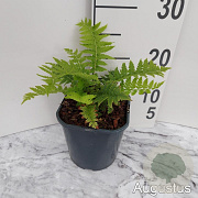 Matteuccia struthiopteris GM 2,0L