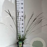 Molinia caerulea 'Moorhexe' GM 2,0L