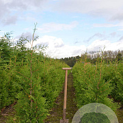 Thuja occ. 'Brabant' 100-125 cm met kluit