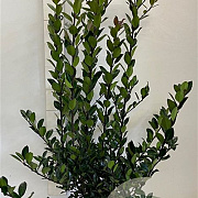 Ilex meserv. Heckenblau 80-100 cm met kluit