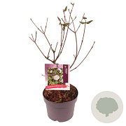Viburnum burkwoodii 35-40 cm 3,0L