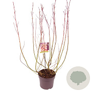 Cornus alba Miracle 80-100 cm 7,5L
