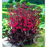Lobelia speciosa 'Russian Princess' GM P9