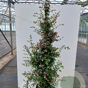 Abelia grandiflora 80-100 cm 20L 3 stok