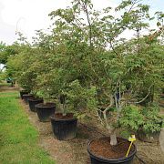 Acer japonicum 'Aconitifolium' 175-200 cm cont. 130L