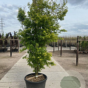 Acer pal. 'Silhouette' 200-250 cm cont. 80L
