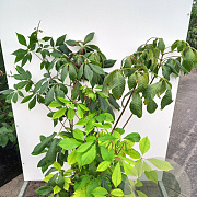 Aesculus parviflora 80-100 cm 20L