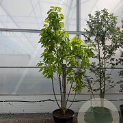 Catalpa bignonioides 'Aurea' 250-300 cm cont. 130L