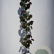 Cercis can. 'Merlot' 150-175 cm 20L