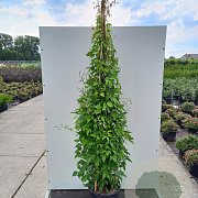 Clematis montana grandiflora 175-200 cm 20L 3 stok