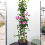 Clematis 'Ville de Lyon' 175-200 cm 20L 3 stok