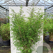 Fargesia angustissima 100-125 cm 20L