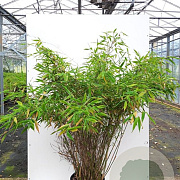 Fargesia mur. 'Sunshine' 80-100 cm 20L