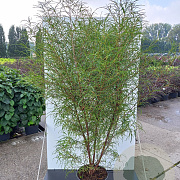 Frangula alnus 'Aspleniifolia' 100-125 cm 20L