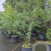 Gleditsia triacanthos 'Skyline' 200-250 cm container meerstammig najaarspotting