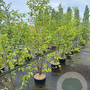 Halesia carolina 100-125 cm 20L
